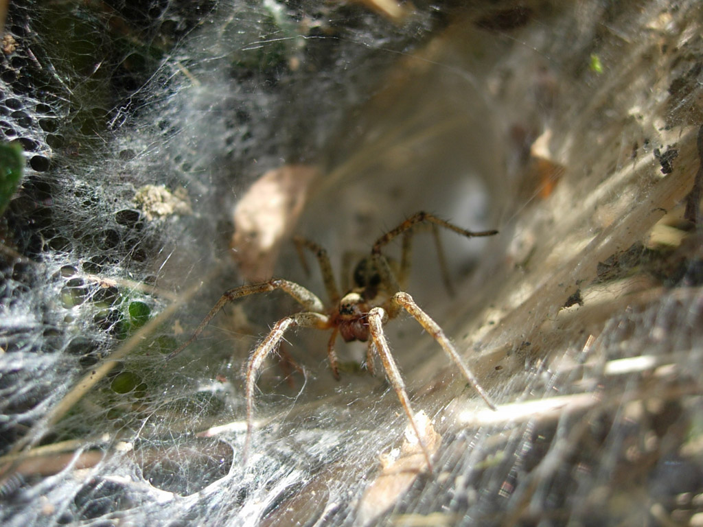 Fonds d'cran Animaux Araignes araigne sur sa toile