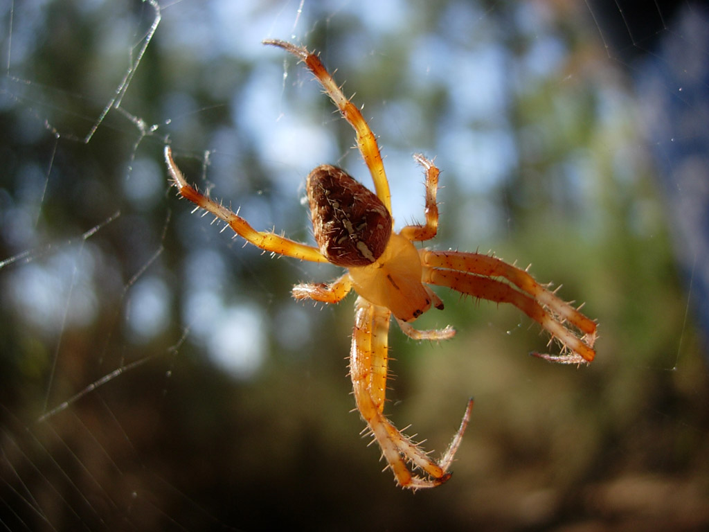 Fonds d'cran Animaux Araignes Epeire diademe