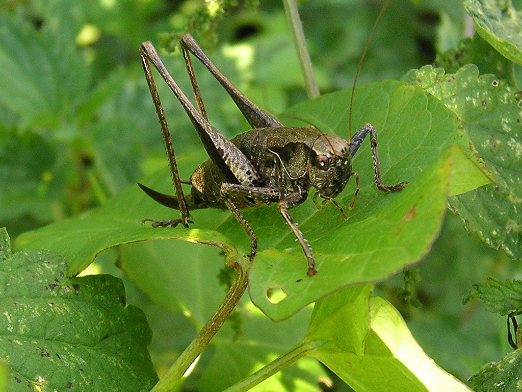 Wallpapers Animals Insects - Grasshoppers and Locusts  un grillon