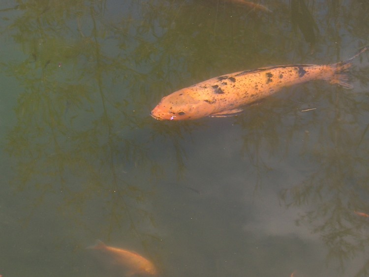 Fonds d'cran Animaux Vie marine - Poissons Une carpe du japon