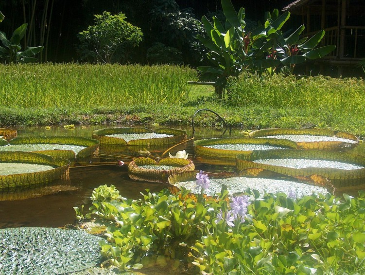 Fonds d'cran Nature Lacs - Etangs Paysage du Laos