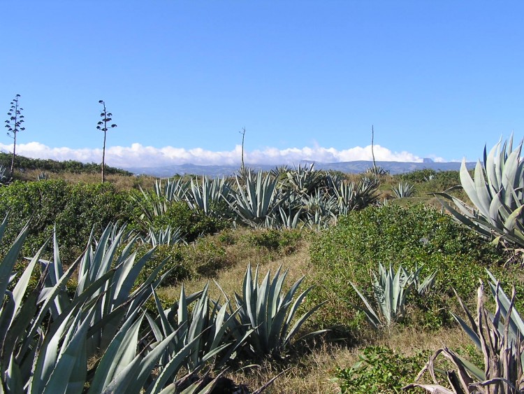 Fonds d'cran Voyages : Afrique La Runion nature