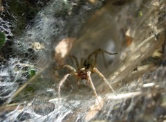 Fonds d'cran Animaux araigne sur sa toile