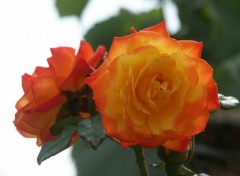 Fonds d'cran Nature Rose Orange