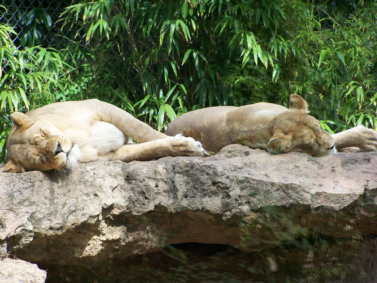 Fonds d'cran Animaux Flins - Lions 