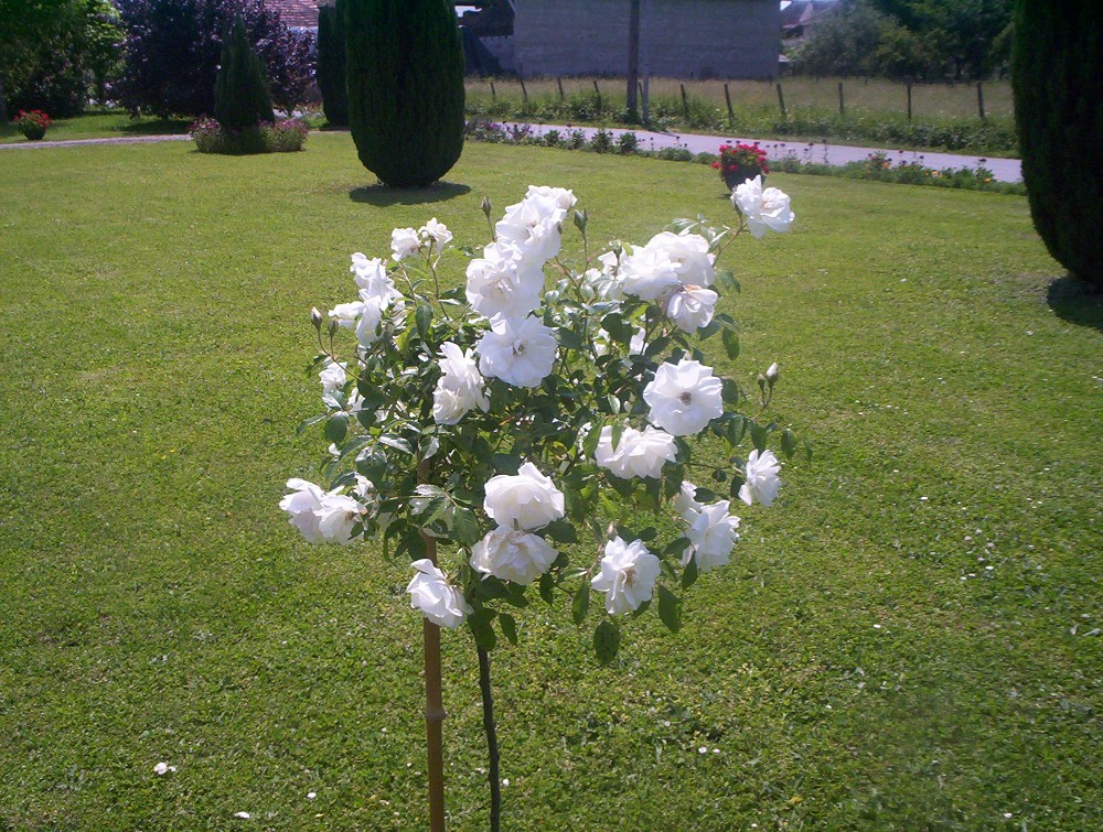 Fonds d'cran Nature Fleurs un beau rosier