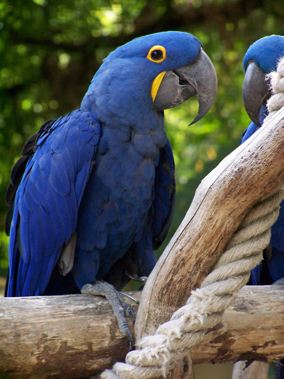 Fonds d'cran Animaux Oiseaux - Perroquets 