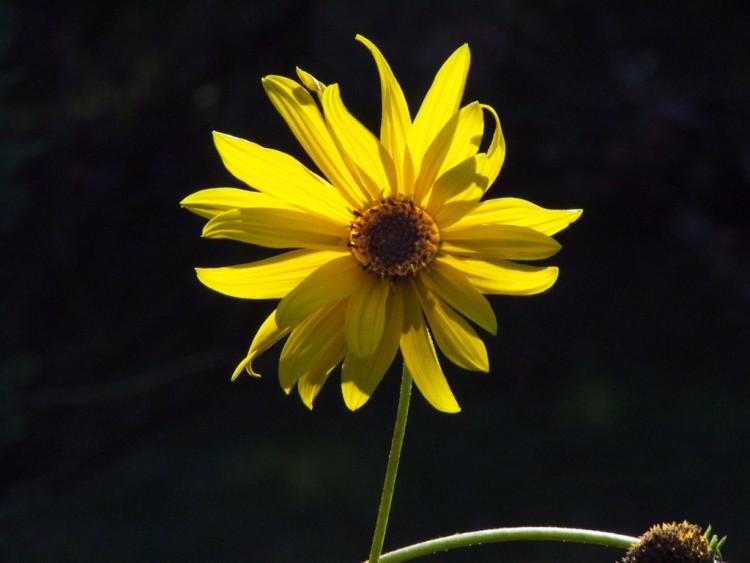 Wallpapers Nature Flowers Prendre un bain de soleil...