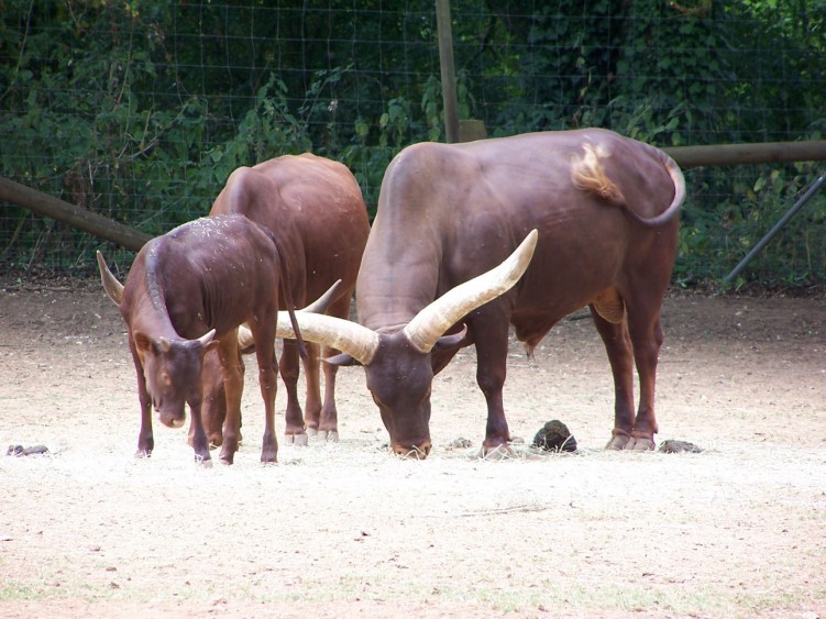 Fonds d'cran Animaux Vaches - Taureaux - Boeufs Wallpaper N116801