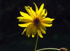 Fonds d'cran Nature Prendre un bain de soleil...