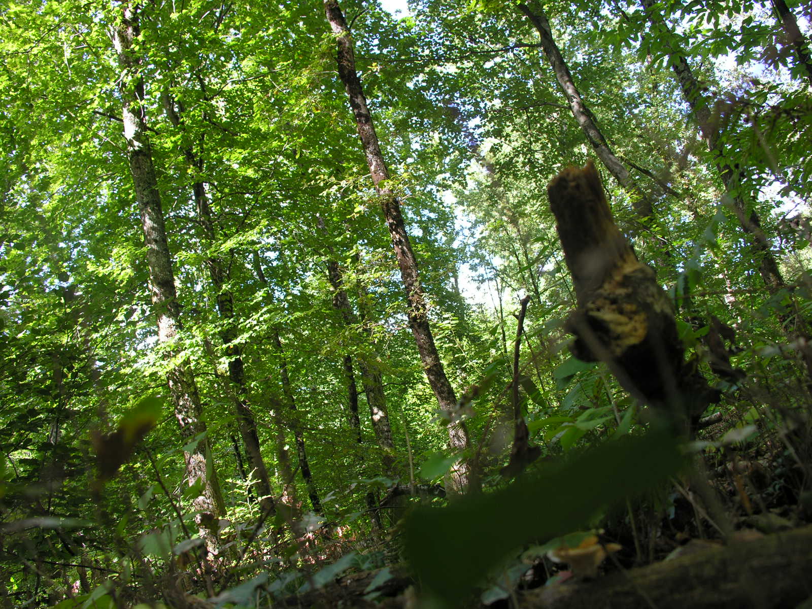 Fonds d'cran Nature Arbres - Forts 