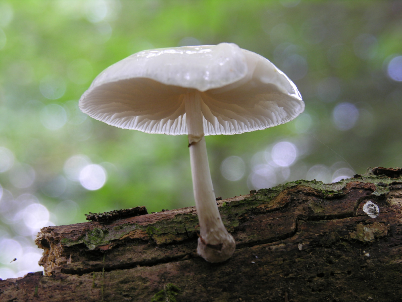 Fonds d'cran Nature Champignons 