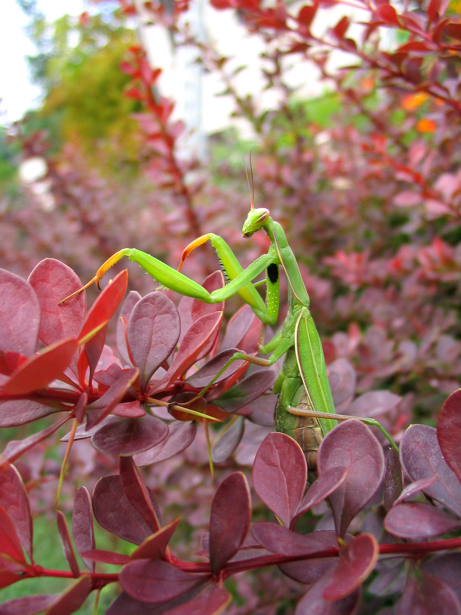 Wallpapers Animals Insects - Mantis mante