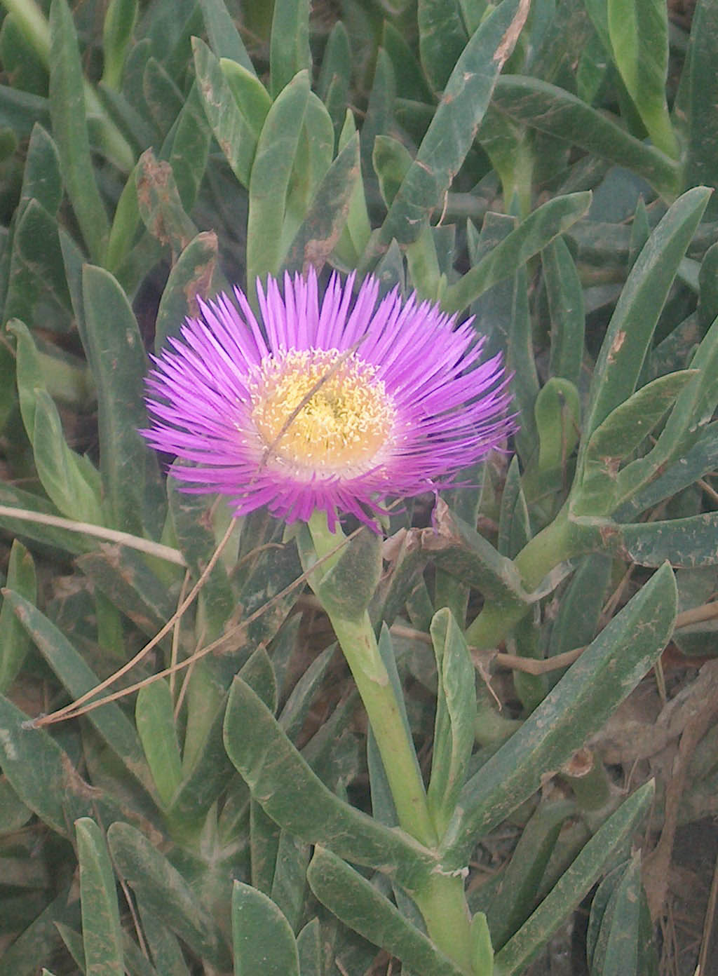 Wallpapers Nature Flowers Perdue dans l'herbe.