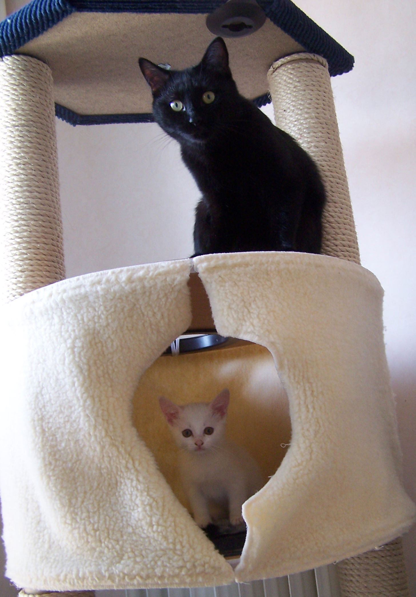 Fonds d'cran Animaux Chats - Chatons Laura & Guipsy