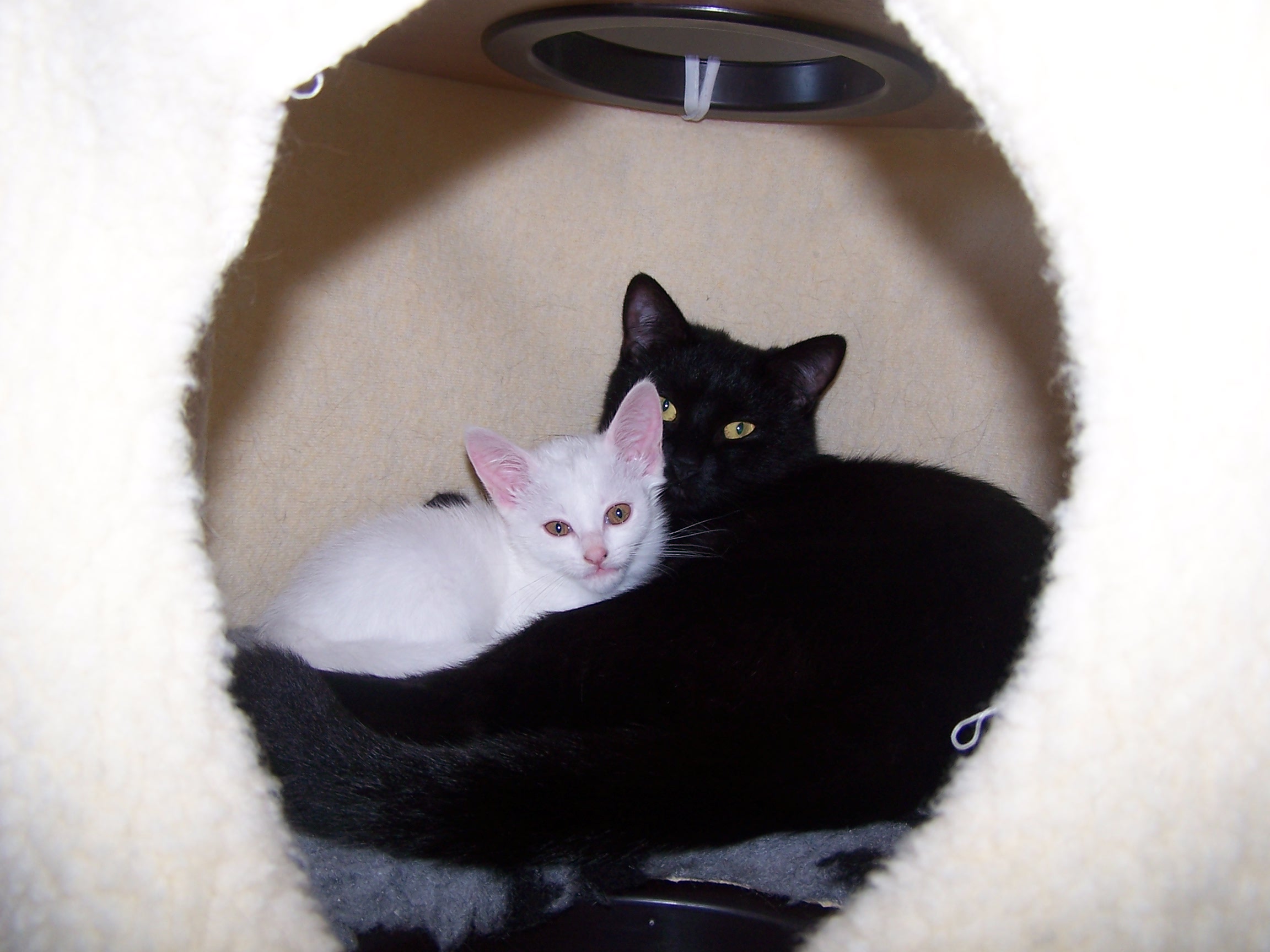 Fonds d'cran Animaux Chats - Chatons Laura & Guipsy