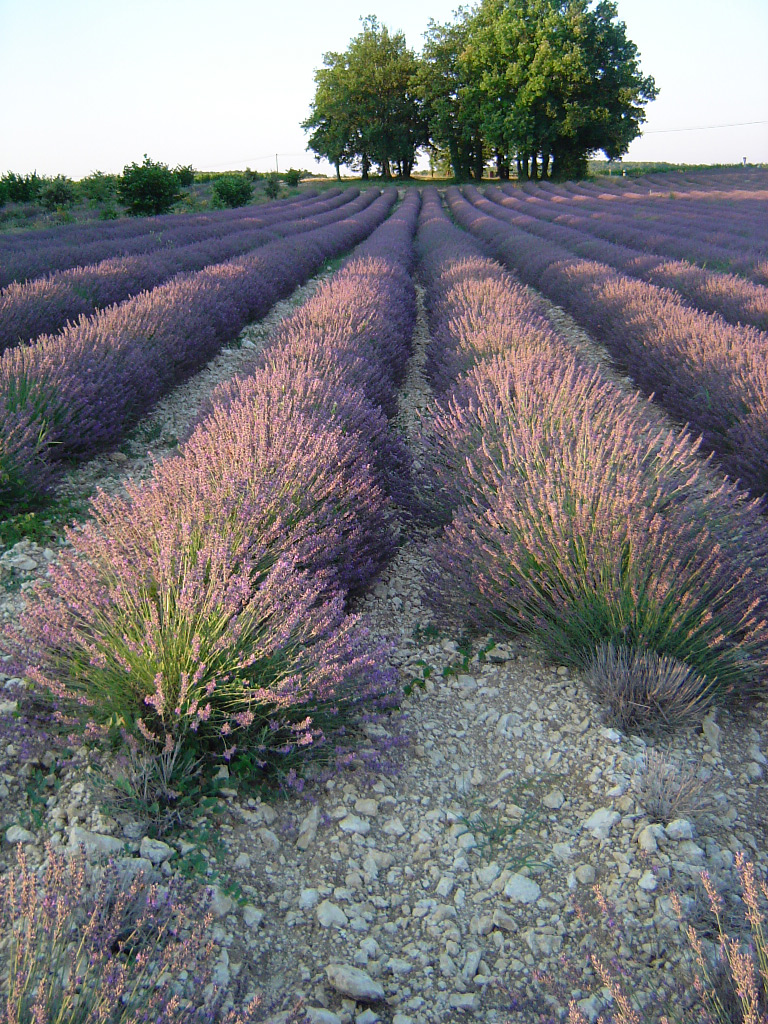 Fonds d'cran Nature Champs - Prairies Lavande du Quercy