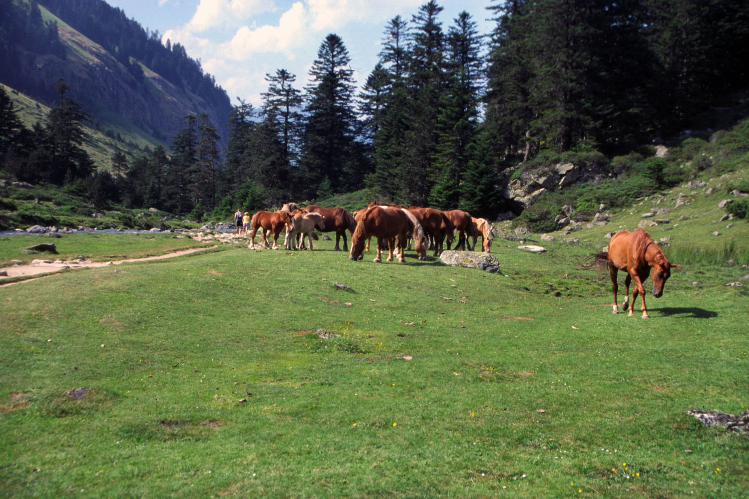 Fonds d'cran Animaux Chevaux Pyrnes