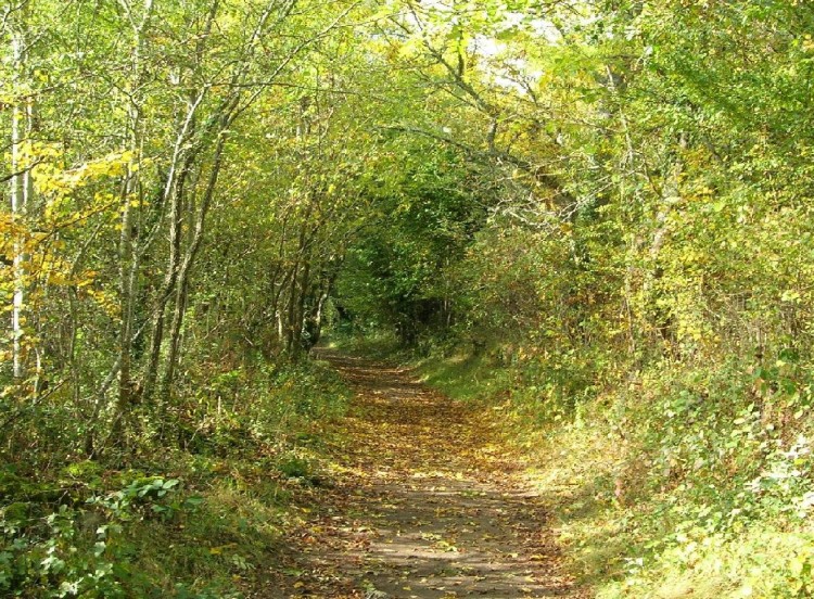 Wallpapers Nature Trees - Forests Automne dans la fort