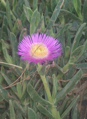 Wallpapers Nature Flowers Perdue dans l'herbe.