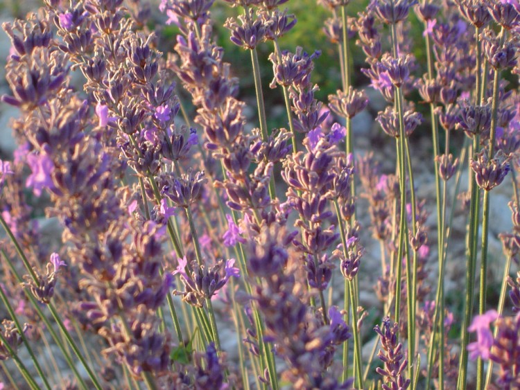 Fonds d'cran Nature Fleurs Lavande