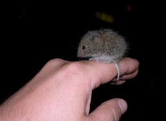 Fonds d'cran Animaux campagnol du Larzac