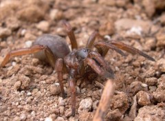 Fonds d'cran Animaux araigne