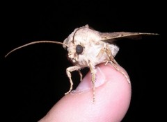 Fonds d'cran Animaux Petit papillon de nuit