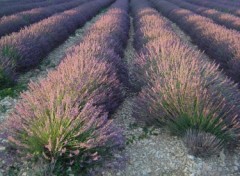 Fonds d'cran Nature Lavande du Quercy