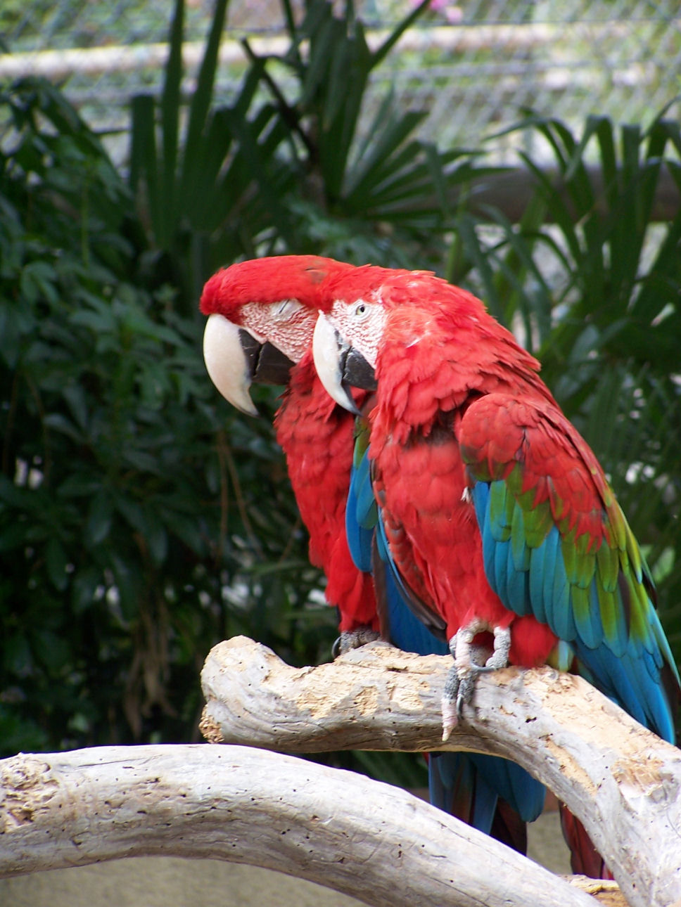 Fonds d'cran Animaux Oiseaux - Perroquets 