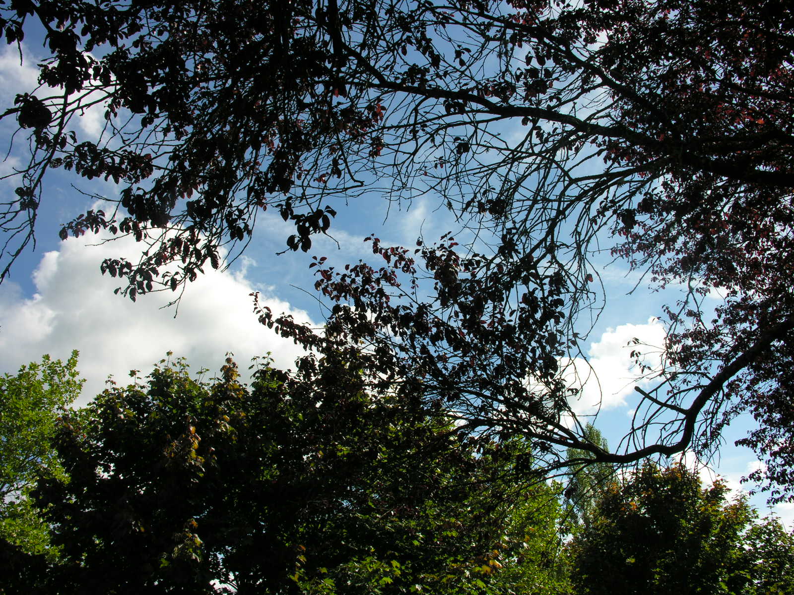 Fonds d'cran Nature Arbres - Forts 