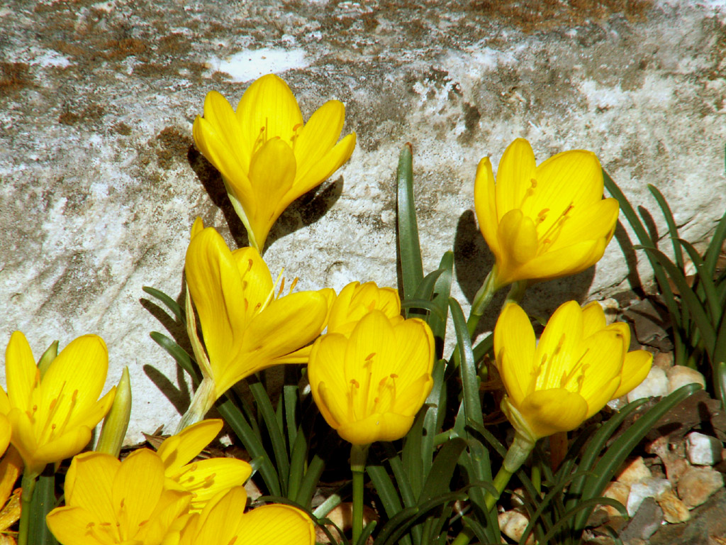 Wallpapers Nature Flowers fleurs d'automne