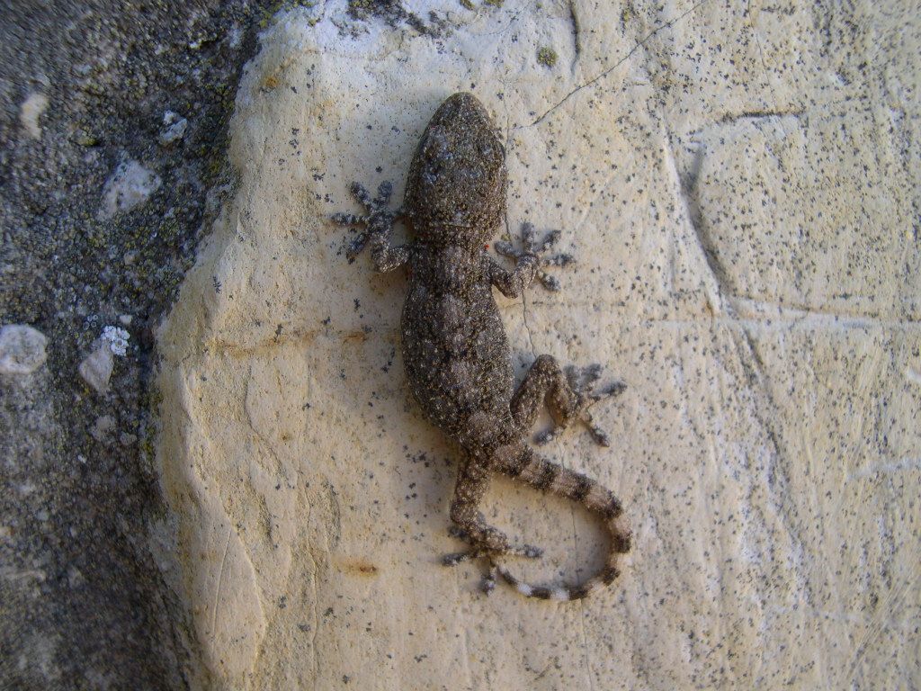 Fonds d'cran Animaux Lzards - Iguanes Petit gecko