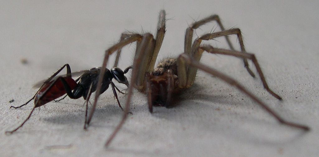 Wallpapers Animals Spiders Sans piti