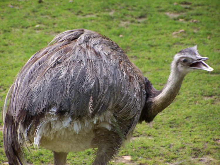 Wallpapers Animals Birds - Ostriches and Emus Wallpaper N117035