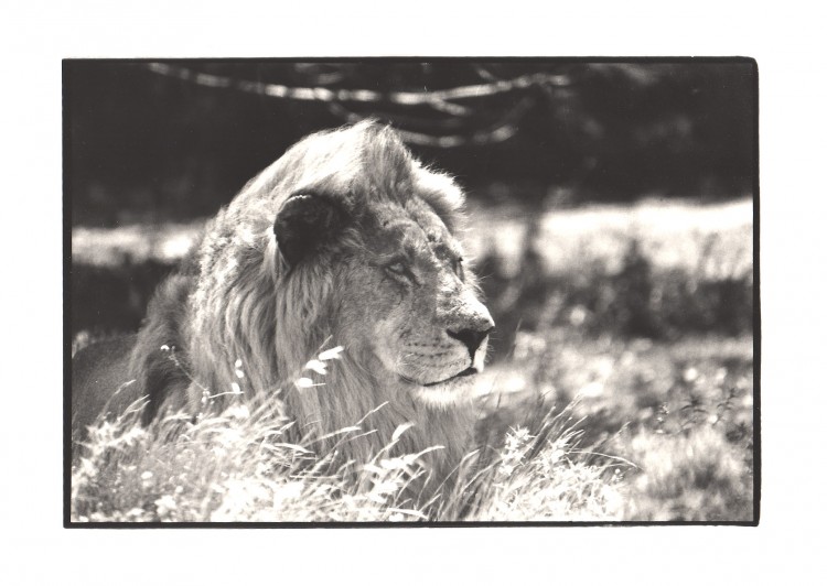 Fonds d'cran Animaux Flins - Lions lion