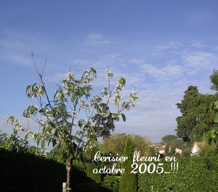 Fonds d'cran Nature Fleurs Y a plus de saisons !