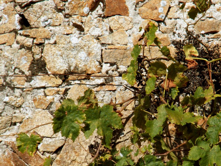 Fonds d'cran Nature Feuilles - Feuillages quand le vin est tir......