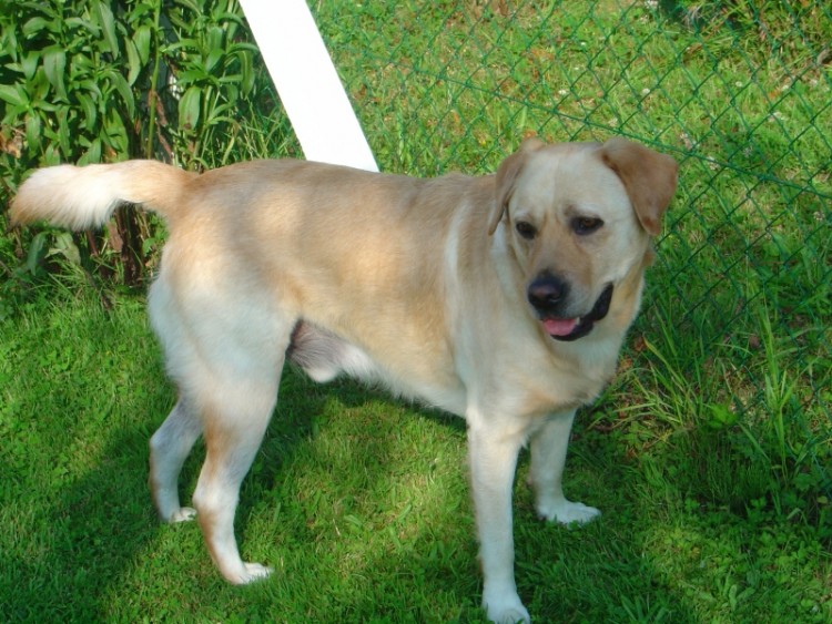 Fonds d'cran Animaux Chiens Labrador