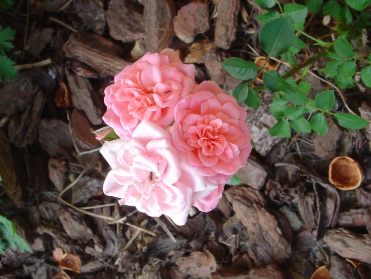 Fonds d'cran Nature Fleurs Roses