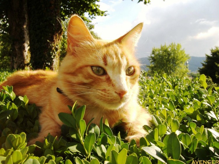 Fonds d'cran Animaux Chats - Chatons Tigrou