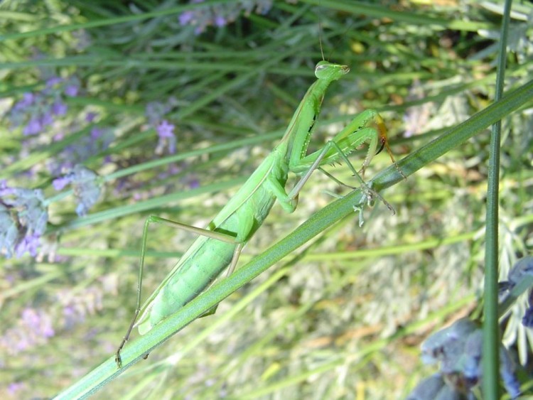 Fonds d'cran Animaux Insectes - Mantes Religieuse Wallpaper N117125