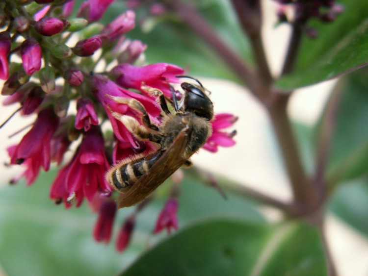 Fonds d'cran Animaux Insectes - Abeilles Gupes ... abeille