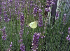 Fonds d'cran Animaux Papillon...