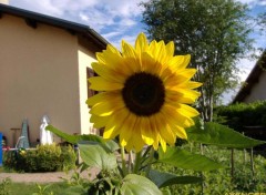 Fonds d'cran Nature Tournesol