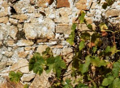 Fonds d'cran Nature quand le vin est tir......