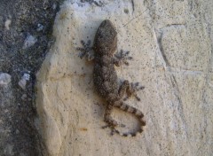 Fonds d'cran Animaux Petit gecko