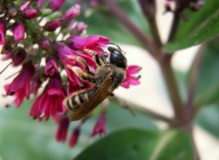 Fonds d'cran Animaux abeille