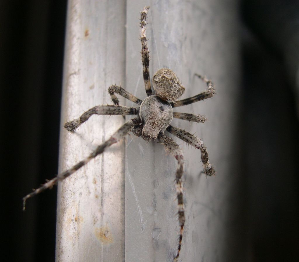 Wallpapers Animals Spiders Araigne sur pompe  essence