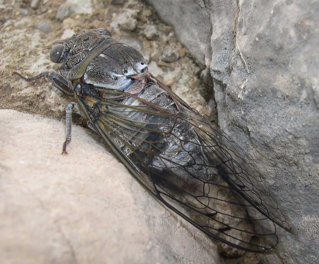 Wallpapers Animals Insects - Cicadas Cigale varoise